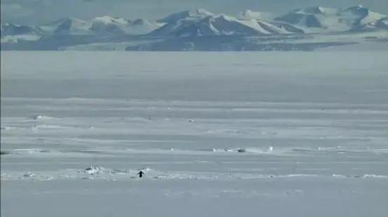 雪地中,它独自行走。图片:Werner Herzog / Encounters at the end of the world(在世界尽头相遇)