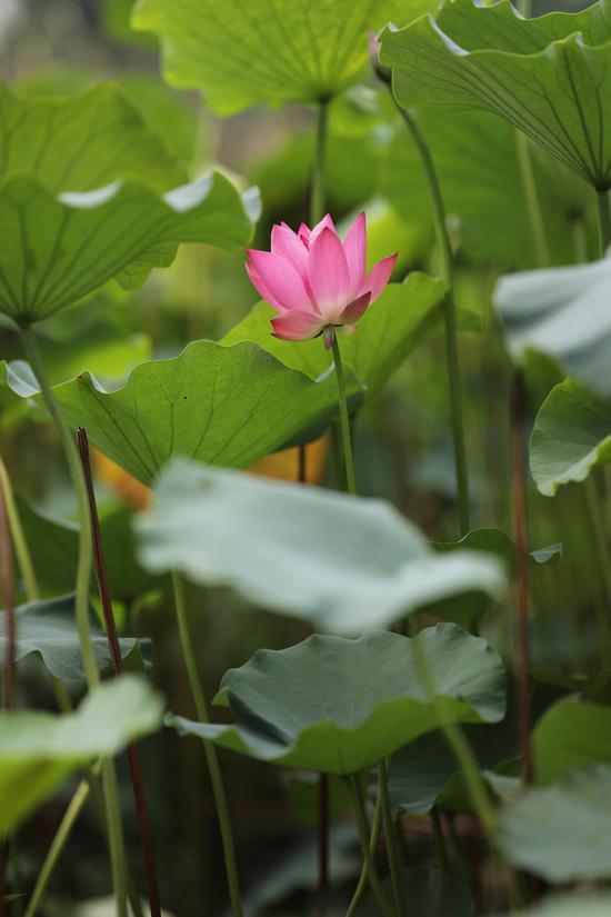 焦距:105mm 光圈:f/1.8 ISO感光度:100