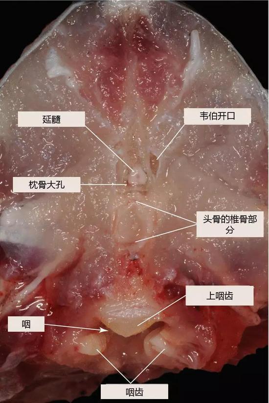 图 6 鱼头后补纵切面(图片来源:Lőw P et al。 , /Atlas of Animal Anatomy and Histology。 Springer, Cham, 2016: 173-212。)