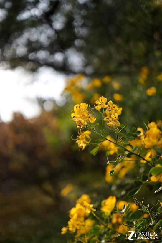 佳能RF 35mm F1.8微距拍摄样张