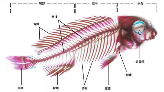 图 3 鲫鱼的骨架(图片来源:Lőw P et al。 , /Atlas of Animal Anatomy and Histology。 Springer, Cham, 2016: 173-212。)
