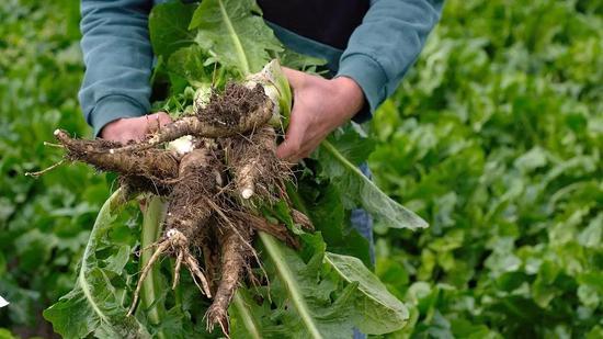 ▲菊苣根并不是人类的常见食物(图片来源:Max Pixel, https://www.maxpixel.net/Root-Chicory-Healthy-Vegetables-Food-Chicory-Roots-2945438)