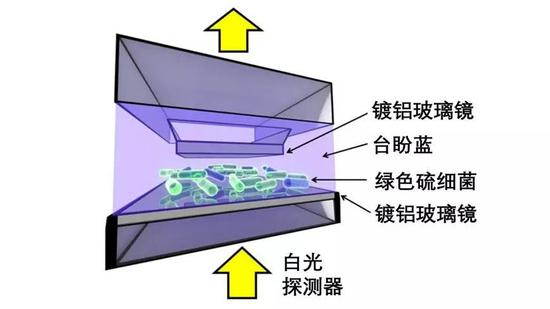 厌氧嗜热绿色硫细菌(Chlorobaculum tepidum)与光子发生强耦合的实验示意图。实验中,检测细胞膜完整性的染料台盼蓝被细菌排斥,细菌未被染色,证明其仍然存活。图片来源:文献