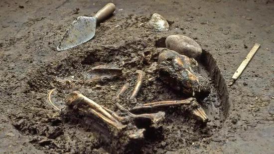 1万年历史的狗遗骸。图片来源:sciencemag.org