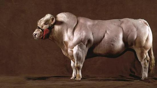 比利时蓝牛(Belgian Blue Bull)就是一种被修改了肌肉抑制基因的肉牛品种,在保守人士看来,硕大的蓝牛如同一个生化怪物 | fastnutri.com