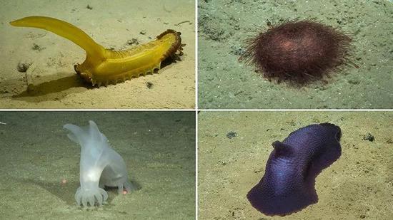 从CCZ深海海底捕集的深海生物。从左上角起顺时针方向:一种被叫做“松鼠橡皮糖”的长尾蝶参(Psychropotes longicauda)、一个海胆和另外两种海参。
