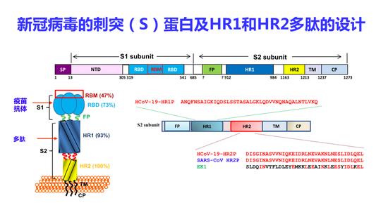 新冠病毒的刺突(S)蛋白及HR1和HR2多肽的设计