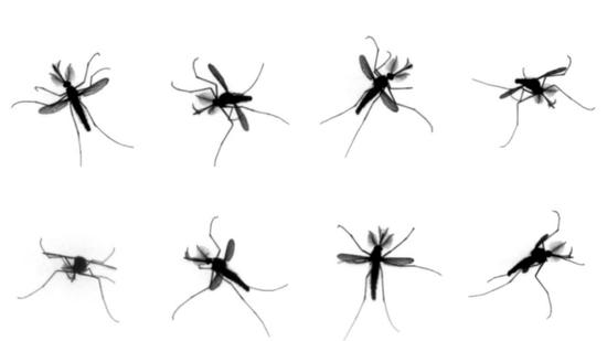 8个视角下蚊子的飞行视图 图源:nature video