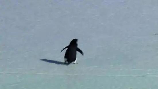 纪录片中留下了它孤独的身影。图片:Werner Herzog / Encounters at the end of the world(在世界尽头相遇)