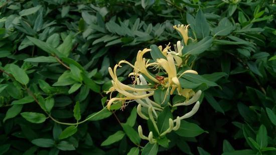 忍冬也就是金银花,在北美等地区是入侵物种。图片来源:Wikipedia