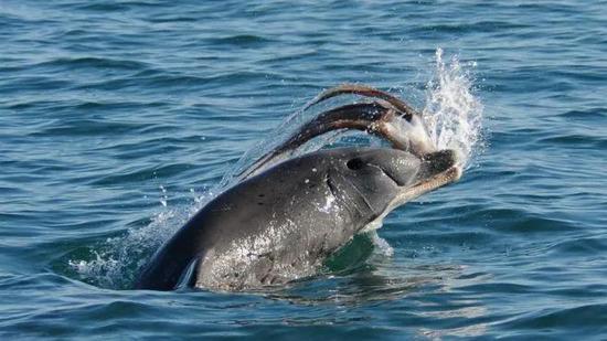 聪明的海豚要学会处理章鱼丨Kate R。 Sprogis, et al。 / Marine Mammal Science(2017)