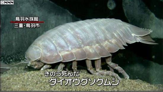 2014年绝食5年死亡的大王具足虫“1号”(图片来源: 日本新闻网NNN)