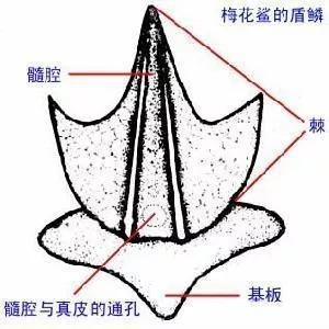 图6。 盾鳞结构示意图