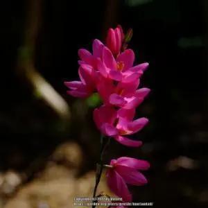 ‘维纳斯’。图片:garden.org