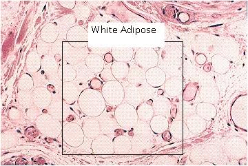 白色脂肪组织。图片来源:study.com