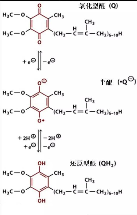 醌(Principles of Biochemistry, 第4版,Pearson Prentice Inc。, 2016)