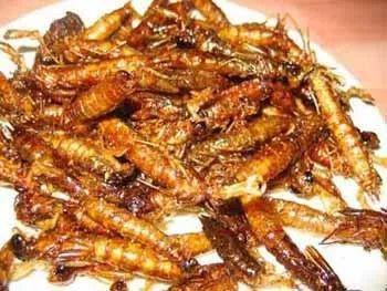 油炸水蜻蜓 (图片来源:lijiang.cncn.com)