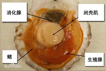 软体动物闭壳肌(图片来源:百度百科)