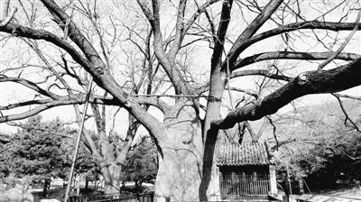 北京植物园龙王庙前修复的空心老槐树 来源 | 人民网