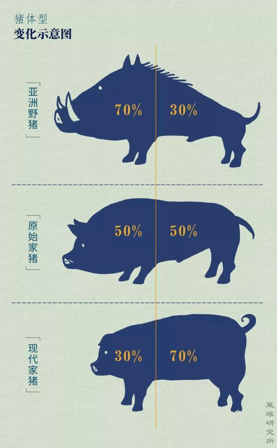 性别也按照人类的喜好区别对待