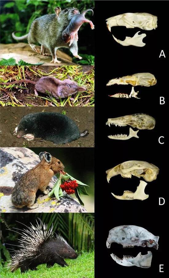 图2 褐家鼠(A); 钱鼠(鼩鼱,B) 地鼠(鼹鼠,C); 鸣声鼠(鼠兔,D)豪猪(E)