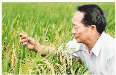 20世纪90年代末,袁隆平在观察两系法杂交晚稻的生长情况。 (资料照片)