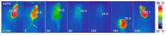 ▲短暂激活Q神经元后,小鼠的核心体温从37℃降低到24℃