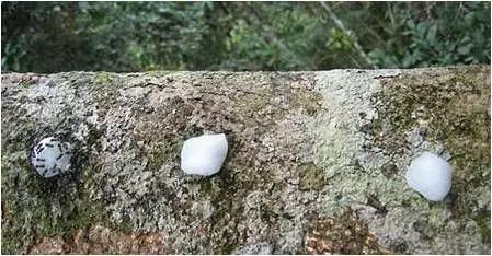 蚂蚁被盐水吸引。从左至右:盐水、糖水,水(图片来源:http://songshuhui.net/archives/56987)