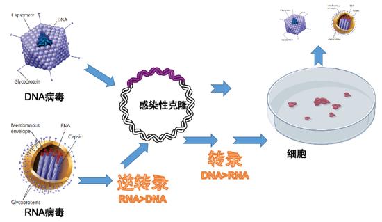 图7。 感染性克隆构建及病毒的产生,改编自维基百科