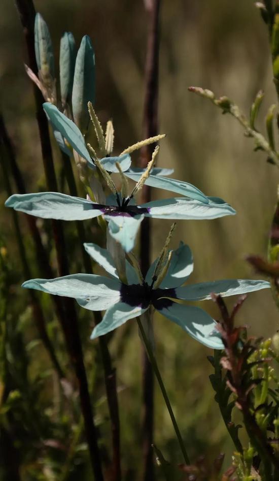 试试自己养一棵吧。图片:Nick Helme / inaturalist