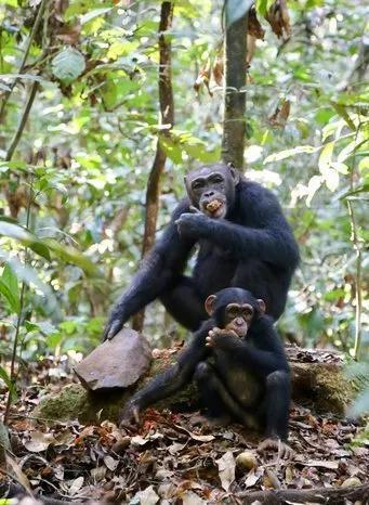 塔伊森林的黑猩猩用石块砸开坚果。图片:Liran Samuni / Taï Chimpanzee Project