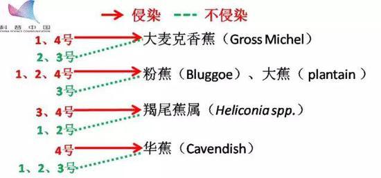 香蕉枯萎病4个生理小种(1-4号)对香蕉的侵染情况