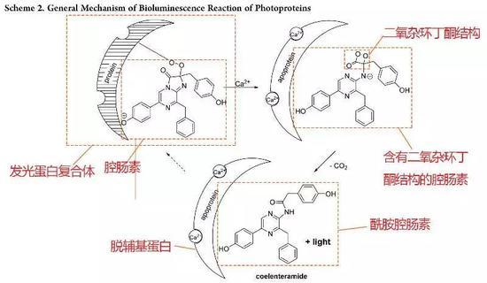 图6 光蛋白酶体系发光机理(Tsarkova A S et al。, 2016)
