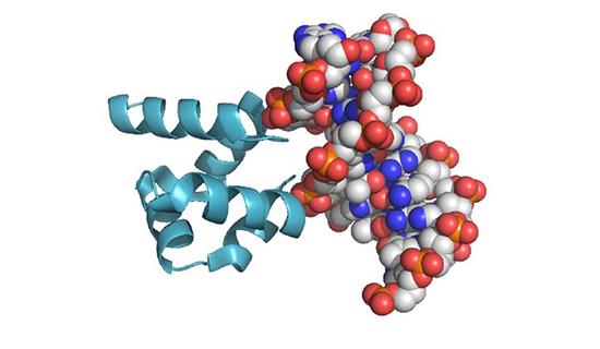 实验中重构的蛋白质(HhH)2与现代DNA分子的结合。
