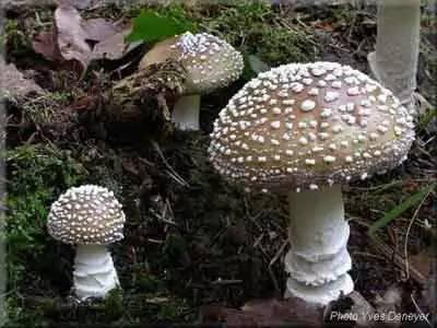 蛞蝓会食用,但对人有毒的豹斑鹅膏。图片:poisoncentre.be