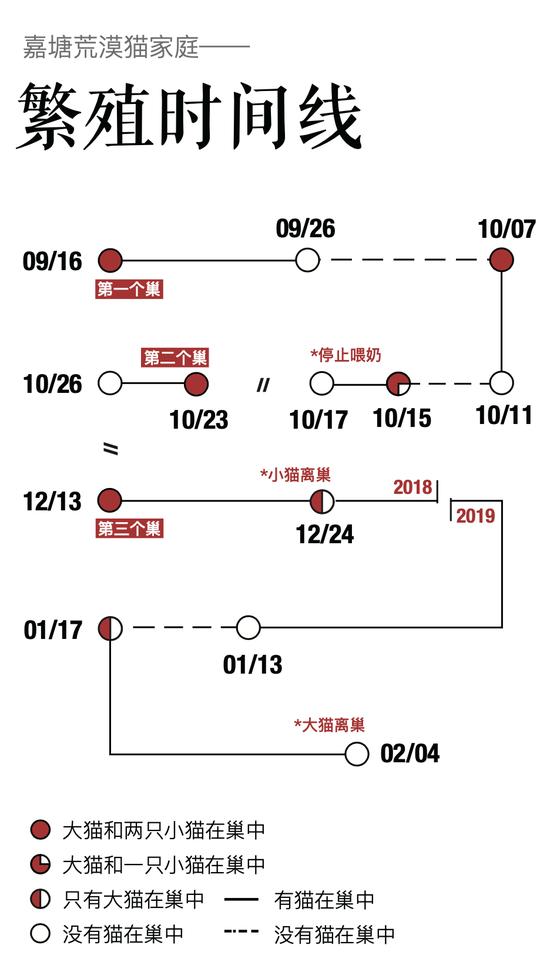 荒漠猫家庭繁殖关键时间节点/供图:山水自然保护中心