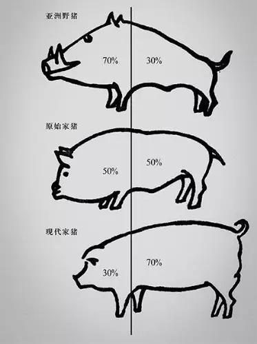 野猪驯化至家猪体型示意图(图片来源:http://www.sach.gov.cn/sach_tabid_1092/tabid/1094/InfoID/21620/Default.html)