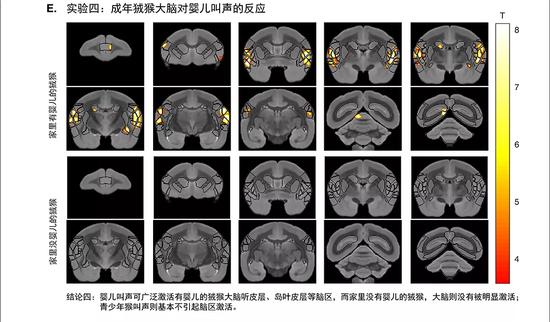 图1。(A)狨猴父母背着“婴儿”;图1(B)基于解救的利他行为实验范式示意图;图1(C)隔绝“婴儿”相关的视觉信息或者直接替换为喇叭播放“婴儿”叫声可引起狨猴解救行为(囚禁盒背面透明,施救者入岛后可观察到里面物体);图1(D)配偶间互相解救时,放置一只隐藏的“婴儿”狨猴或播放“婴儿”狨猴叫声,可增加家庭中有“婴儿”的狨猴配偶间互相解救行为。图1(E)清醒功能核磁共振成像结果显示家庭中有“婴儿”的狨猴其听皮层、岛叶皮层等脑区被“婴儿”叫声显著激活,而无“婴儿";家庭的狨猴则没有显著激活
