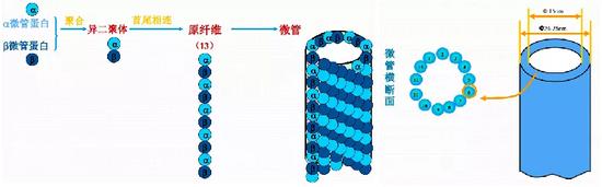 由α/β异二聚体微管蛋白构成的微管 (图片来源:浙江大学医学院干细胞与组织中心网络教育信息化平台)