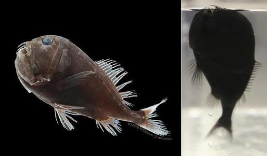 另一种“超黑鱼”角高体金眼鲷(Anoplogaster cornuta),在普通条件下拍摄出来就是黑漆漆一条鱼(右图)| Karen Osborn, Smithsonian