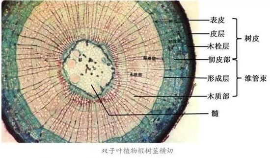 来源 | 亲子科学馆