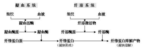 △纤溶作用指的是血液凝固过程中形成的纤维蛋白,被分解液化的过程,纤溶是体内重要的抗凝血过程(图片来源于365医学网)