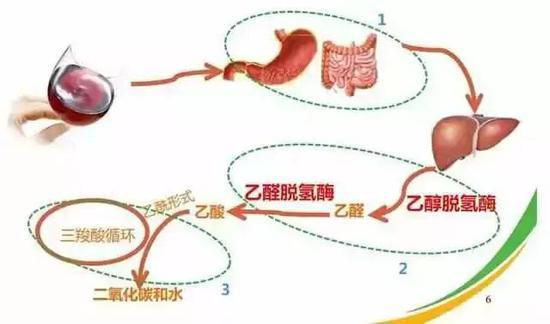 乙醇在体内分解的过程
