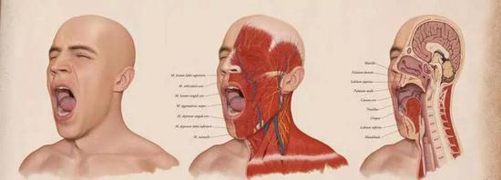 图3 Ever wonder why yawning is contagious? (图片来源:谷歌图片)