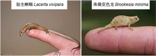 图9。 小型蜥蜴。(左)胎生蜥蜴(来源https://janosiki.flog.pl/);(右)侏儒变色龙(来源:http://www.chameleoncaremanual.com)