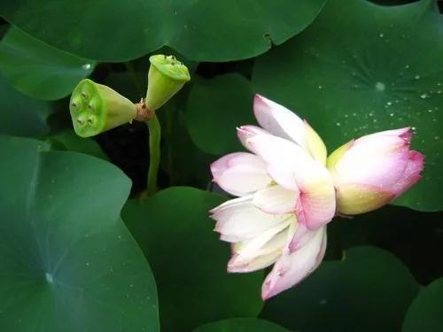并蒂荷花(图片来源:维基百科)