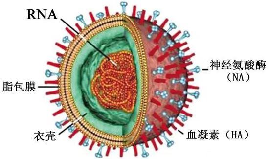 流感病毒(图片来源于网络)
