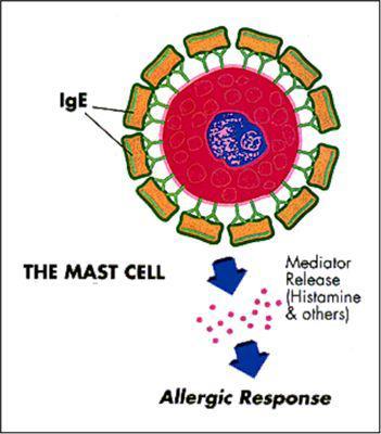 致敏过程 (图片来源:https://www.cityallergy.com)