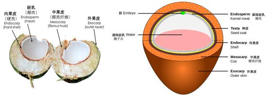 椰子的基本结构 | 图源:WordPress/Wikipedia