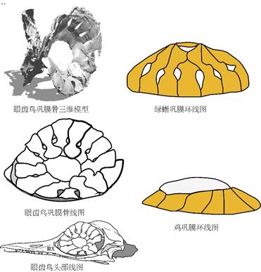 图8。 巩膜骨形态对比。对比可见眼齿鸟的巩膜骨与绿蜥巩膜骨形状相似,而与鸡巩膜骨极为不同。